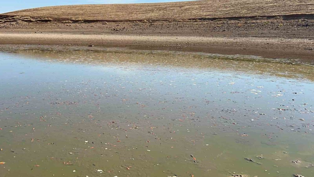 Kurtalan'da balık teleflerine karşı gölete 150 tonluk su takviyesi