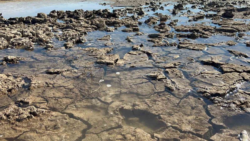 Kurtalan'da balık teleflerine karşı gölete 150 tonluk su takviyesi