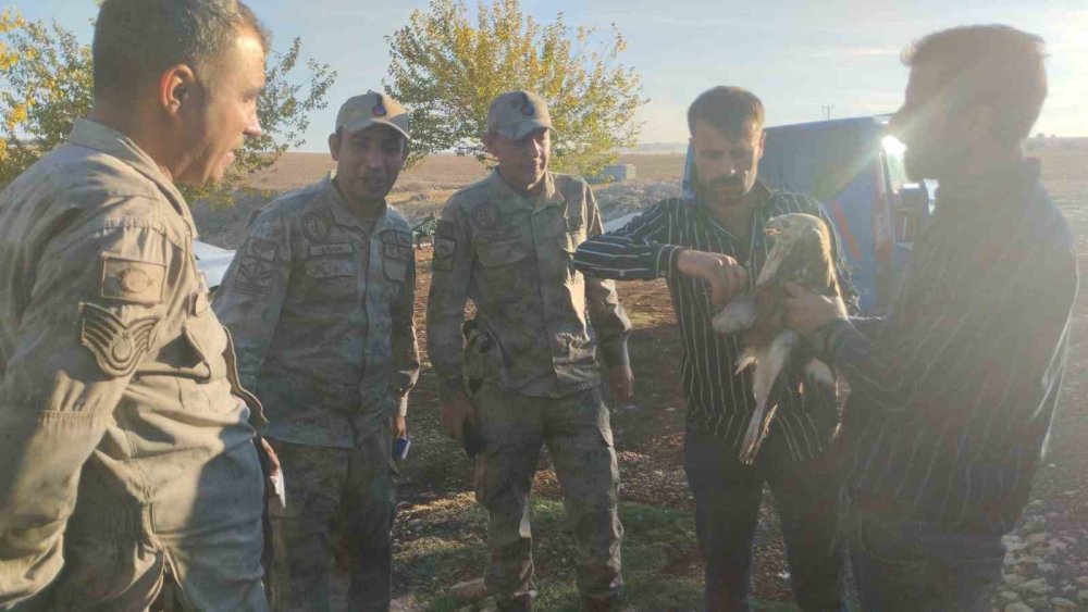 Urfa’da yaralı halde bulunan kızıl şahin jandarmaya teslim edildi