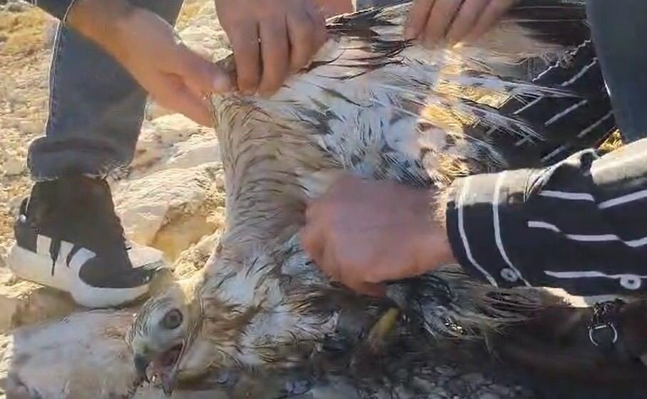 Urfa’da yaralı halde bulunan kızıl şahin jandarmaya teslim edildi