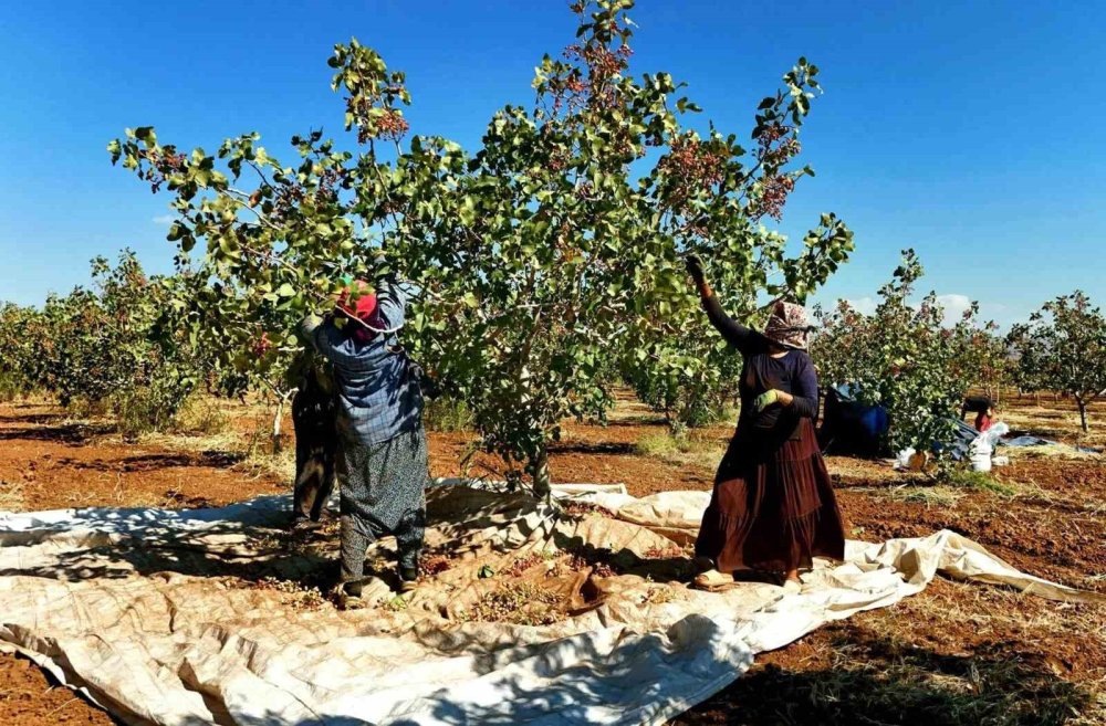 Şırnak'ta fıstık hasadı başladı
