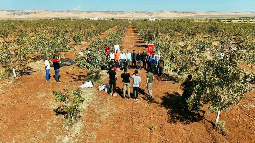Şırnak'ta fıstık hasadı başladı