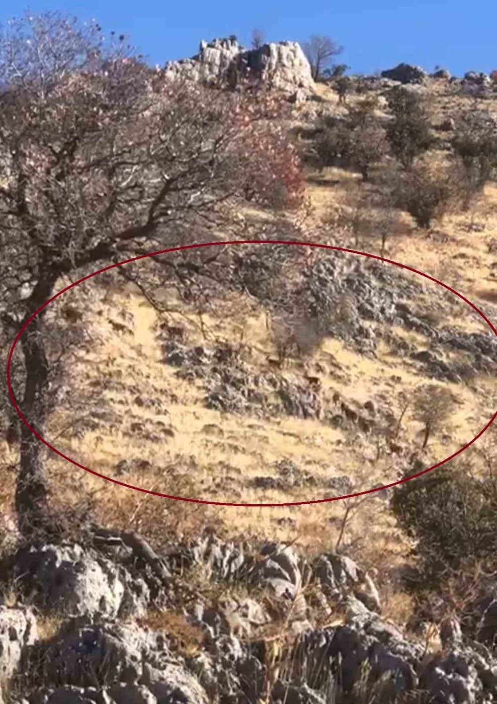 Çermik'te dağ keçileri sürü halinde görüntülendi