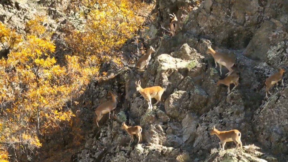 Erzincan'da yaban keçileri görüntülendi