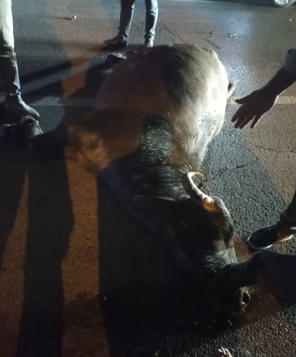 Muş'tan Van'a hasta taşıyan ambulans mandaya çarptı