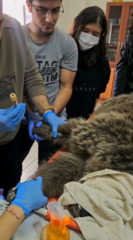 Sarıkamış'ya yaralı bozayının tedavisi yapılıyor