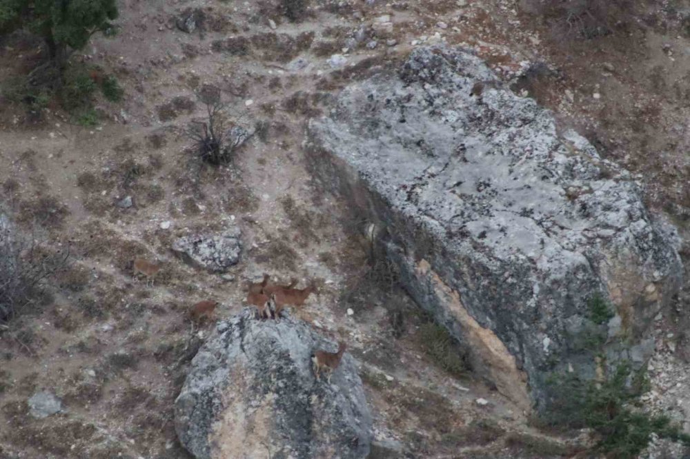 Çemişgezek'te vaşak görüntülendi