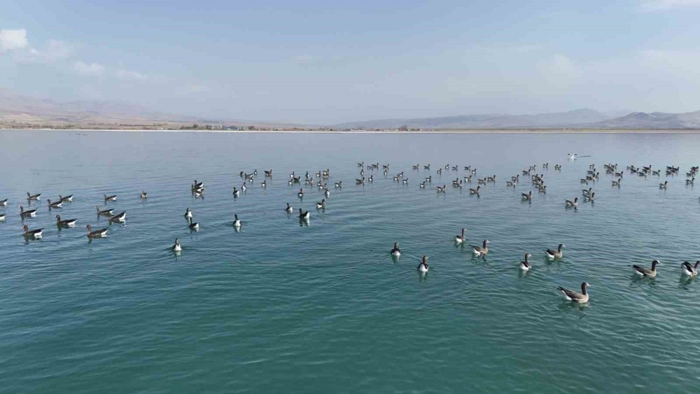 Erçek Gölü’nün misafirleri küçük sakarcalar havadan görüntülendi