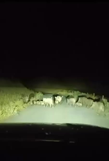 Gercüş’te domuz sürüsü görüntülendi