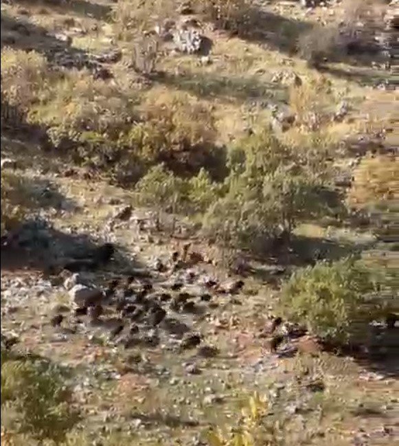 Gercüş’te domuz sürüsü görüntülendi