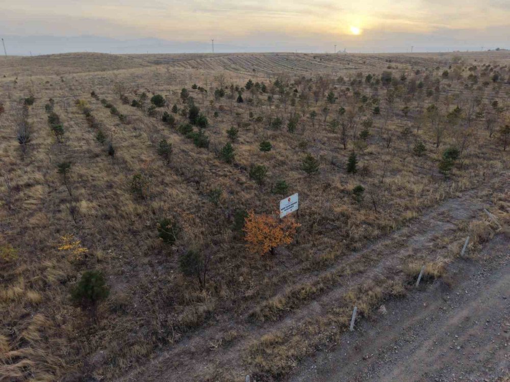 Iğdır’da fidan dikim etkinliği