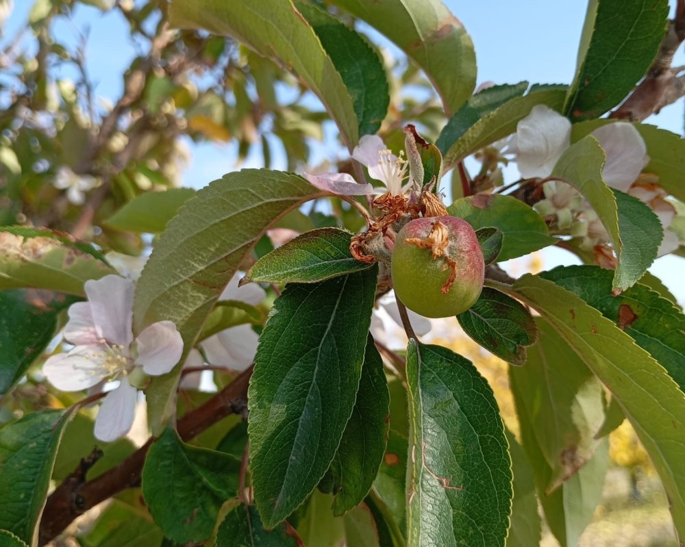 Malatya’da bir elma ağacı çiçek açıp meyve verdi