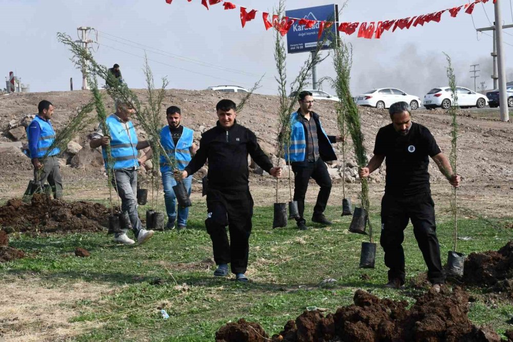 Siverek’te yüzlerce fidan dikildi