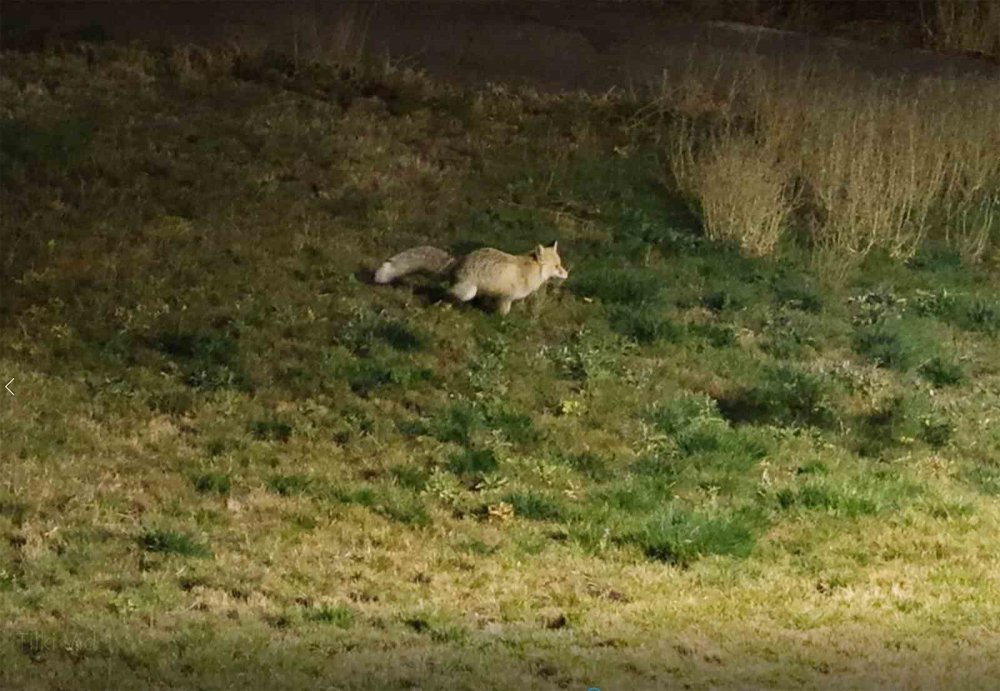 Bitlis sokaklarında tilkiler görüntülendi