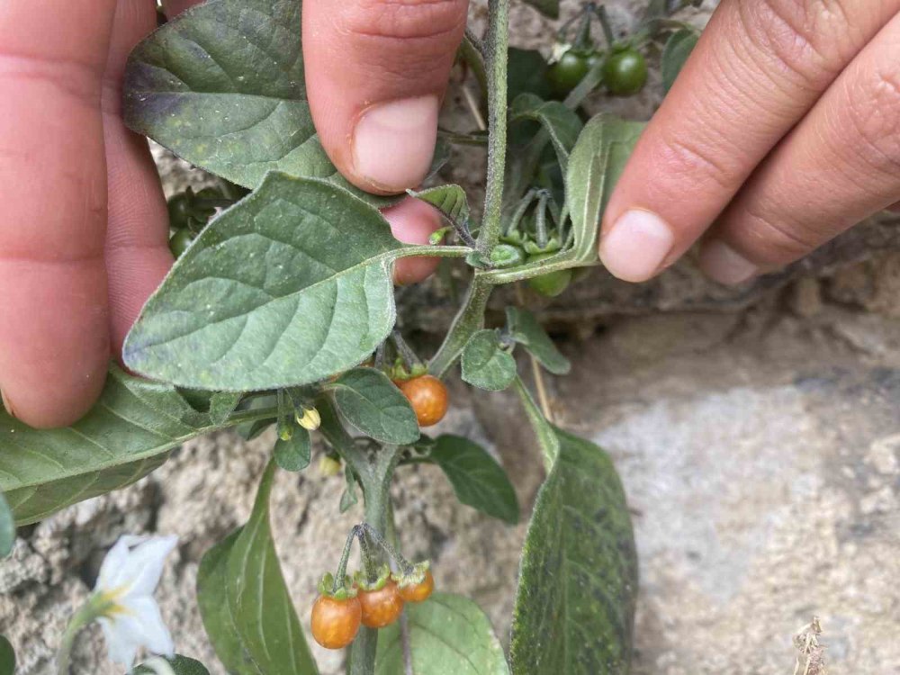 Patnos'ta kasım ayında açan çiçekler şaşırttı