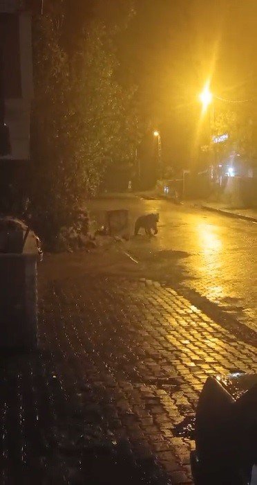 Sarıkamış’ta ayılar kış uykusunu unuttu