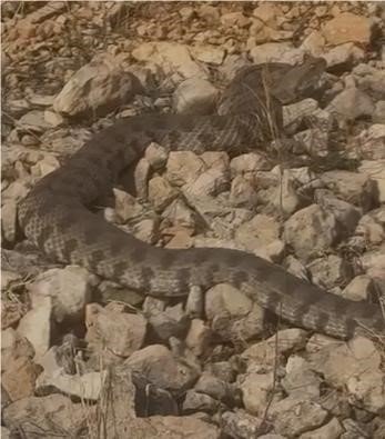 Tek ısırığı bir insanı öldürmeye yeten engerek yılanı görüntülendi