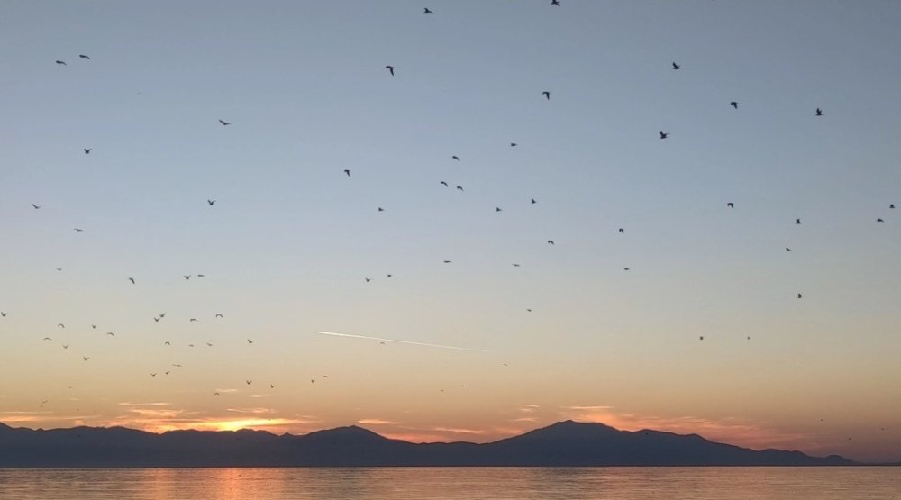 Van Gölü üzerinde kuş sürüsünün görsel şöleni