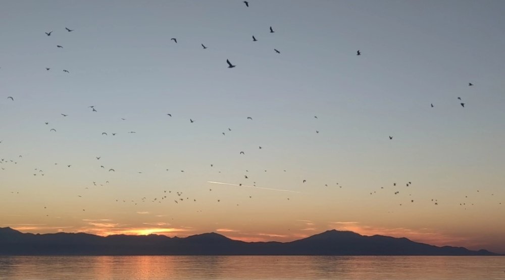 Van Gölü üzerinde kuş sürüsünün görsel şöleni