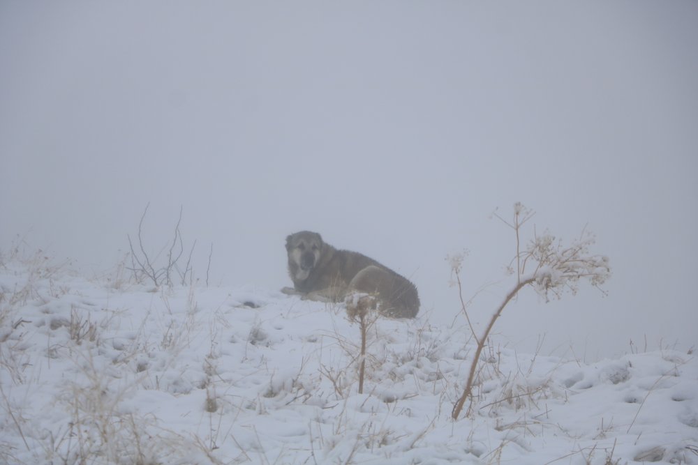 Hakkari’de aniden başlayan kar çobanları hazırlıksız yakaladı