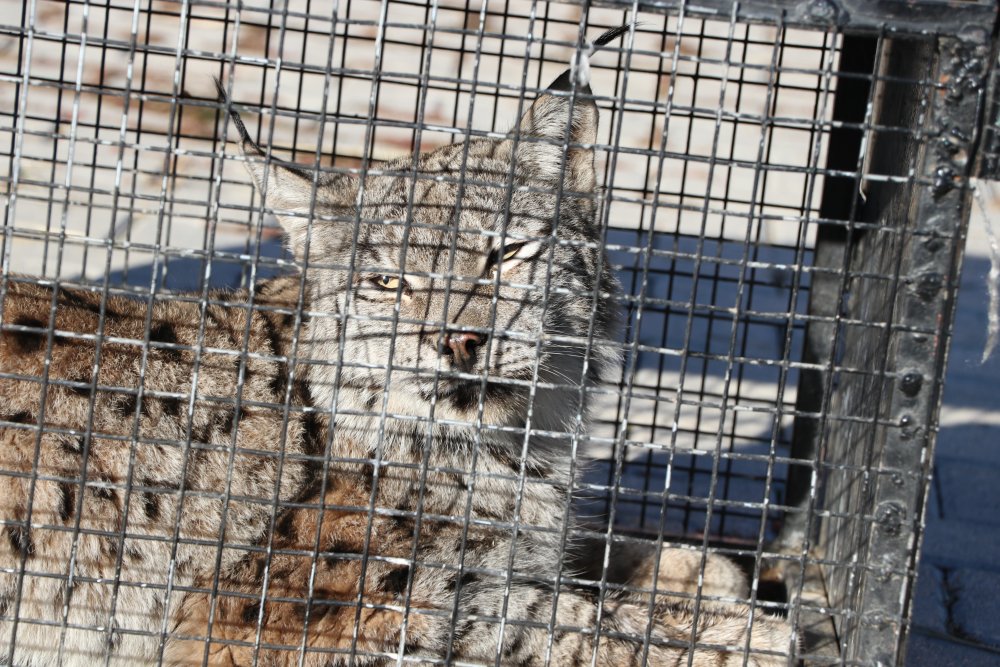 Gevaş'ta bulunan vaşak tedaviye alındı
