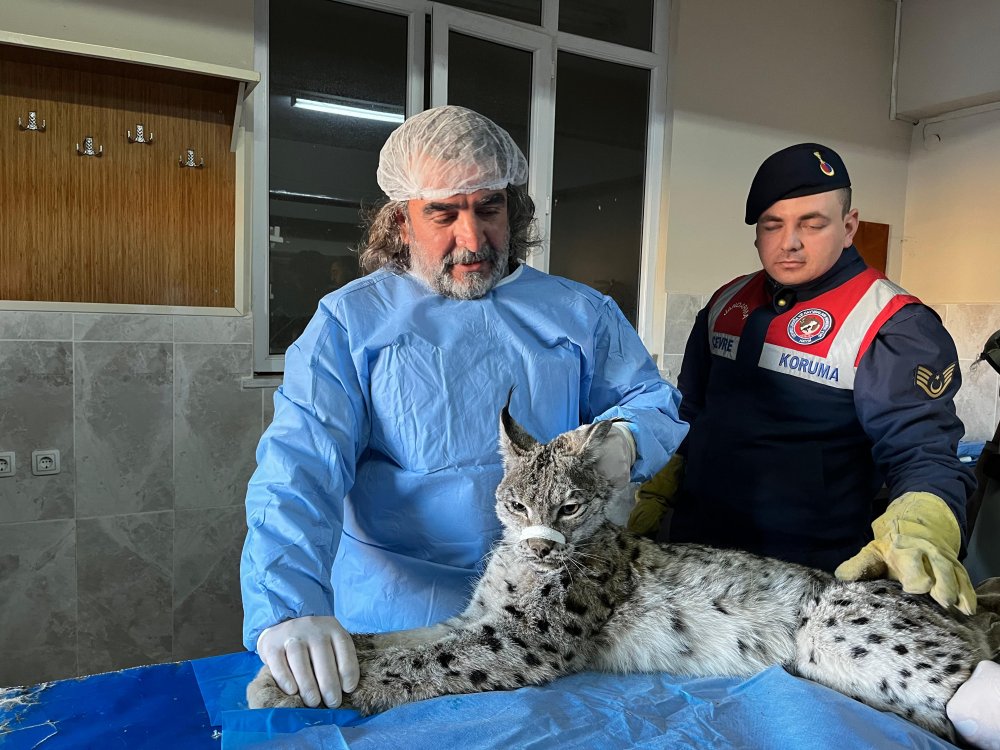 Gevaş'ta bulunan vaşak tedaviye alındı