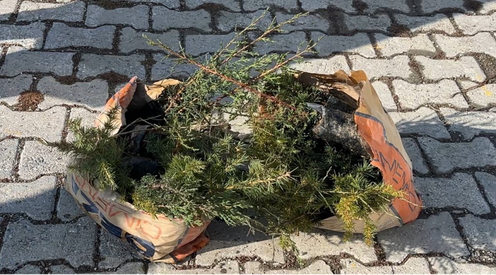 "Türkiye yeşeriyor, Gazze güçleniyor" projesiyle Yüksekova’da fidanlar toprakla buluştu