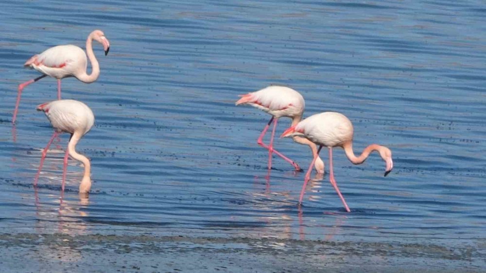 Urmiye Gölü kuruyunca flamingolar Van’a akın etti