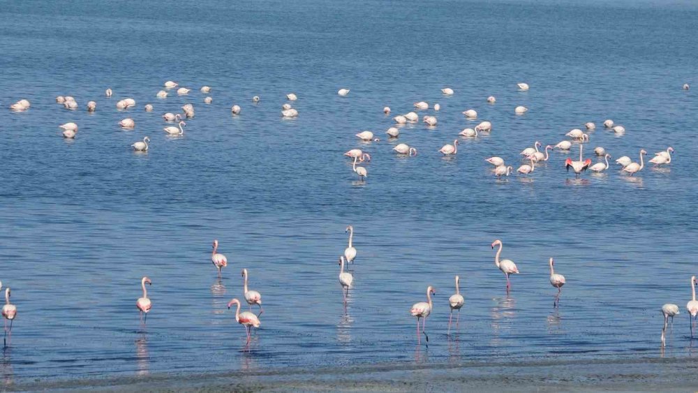 Urmiye Gölü kuruyunca flamingolar Van’a akın etti