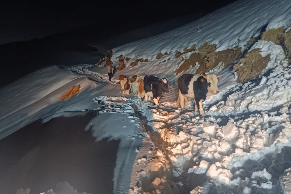 Durankaya'da yaylada mahsur kalan hayvanlar kurtarıldı