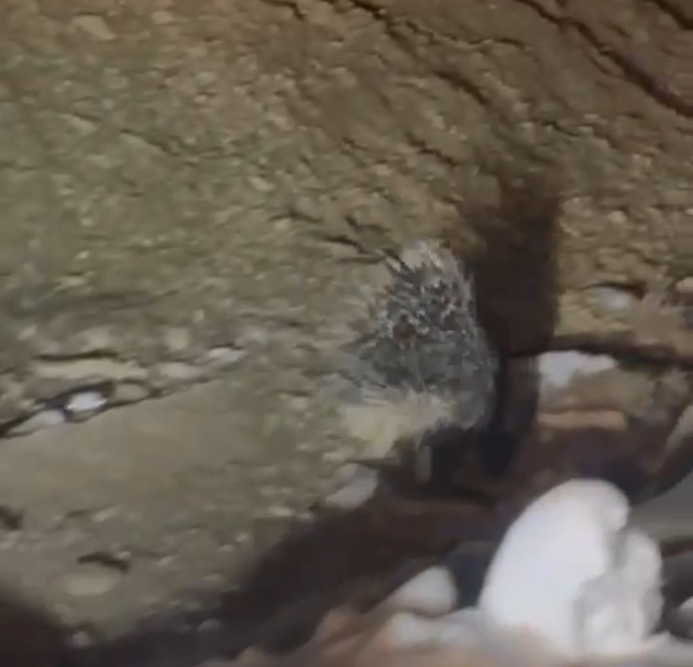 Yüksekova’da Hint oklu kirpi görüntülendi