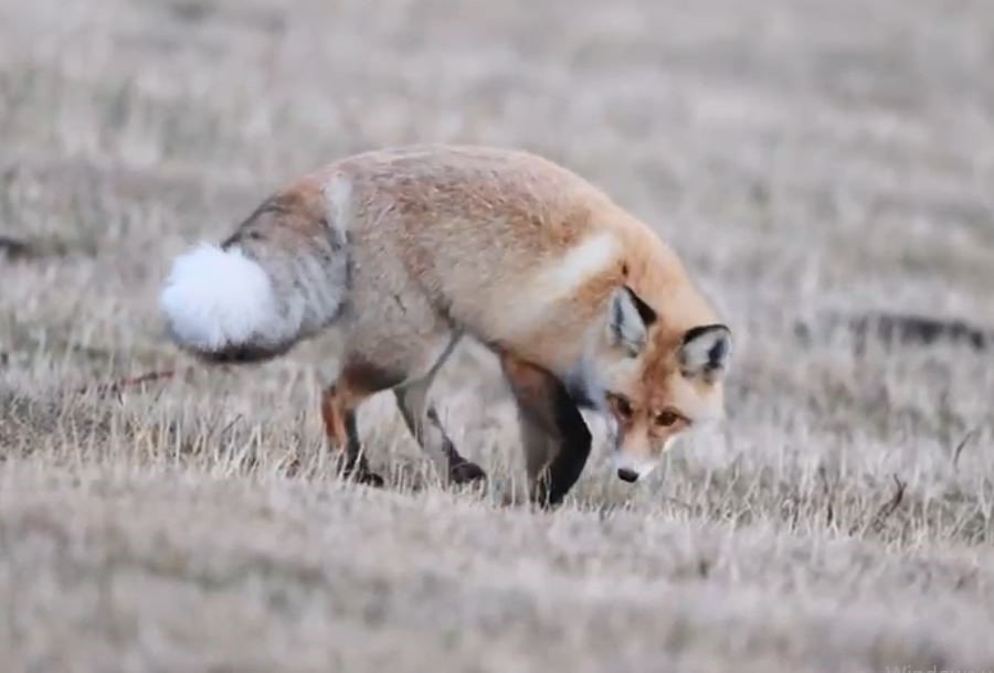 Posof'da kızıl tilkinin fare avı