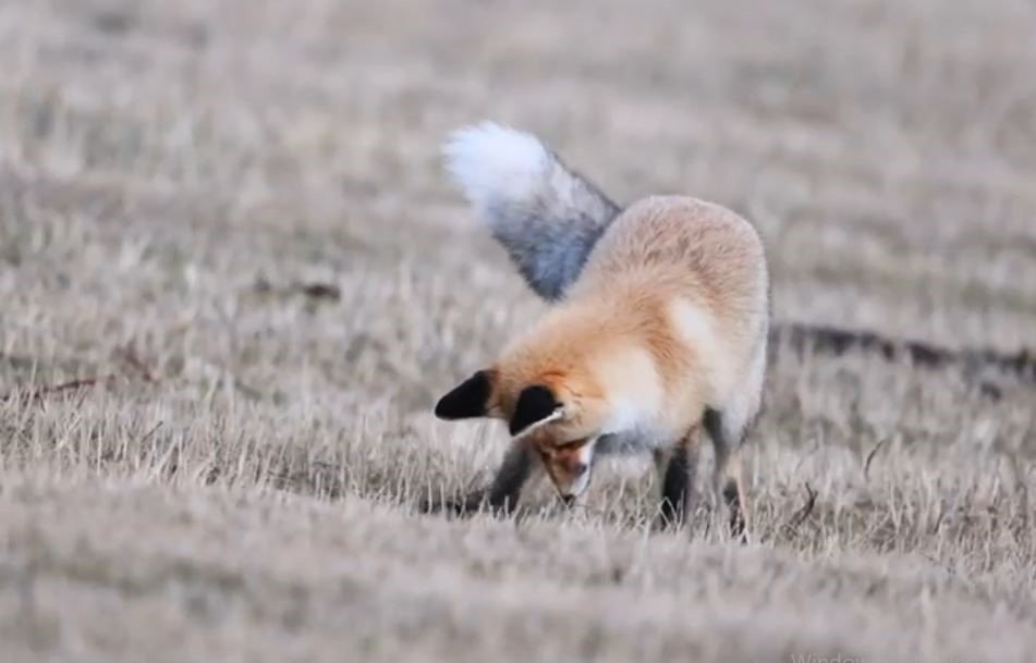 Posof'da kızıl tilkinin fare avı