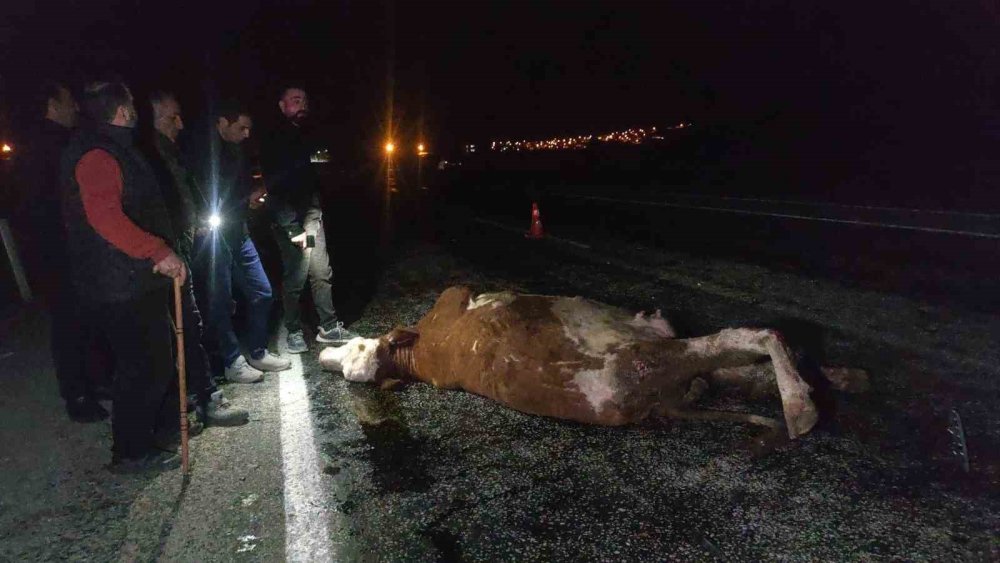 Van’da minibüs ve otomobil ineğe çarptı: 2 kişi yaralandı, inek telef oldu