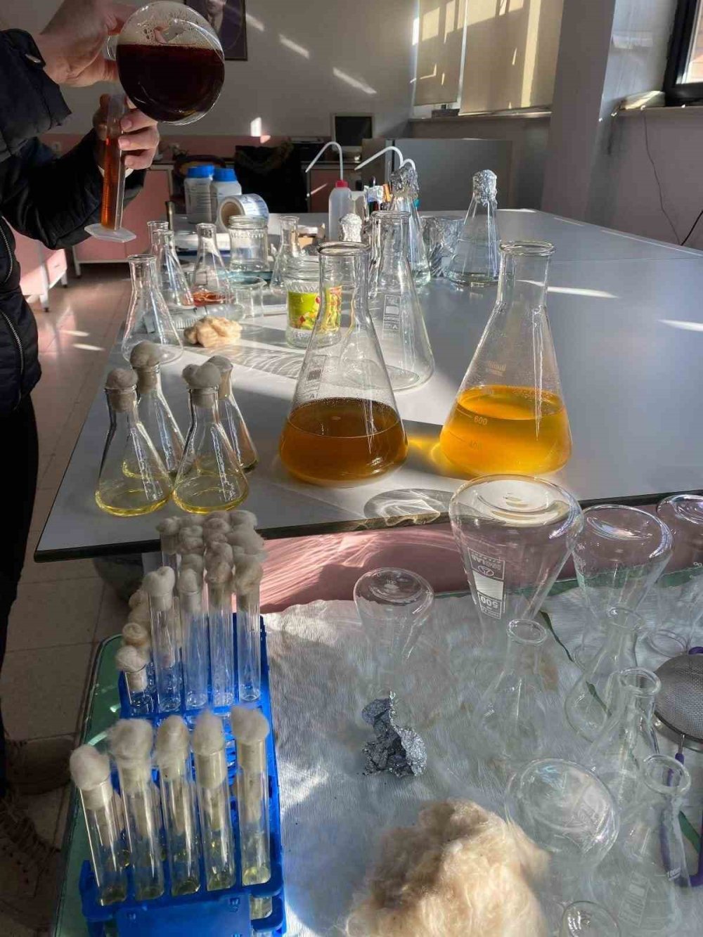 Malatya’ya özgü endemik bitki, sarı kantarondan daha etkili bulundu