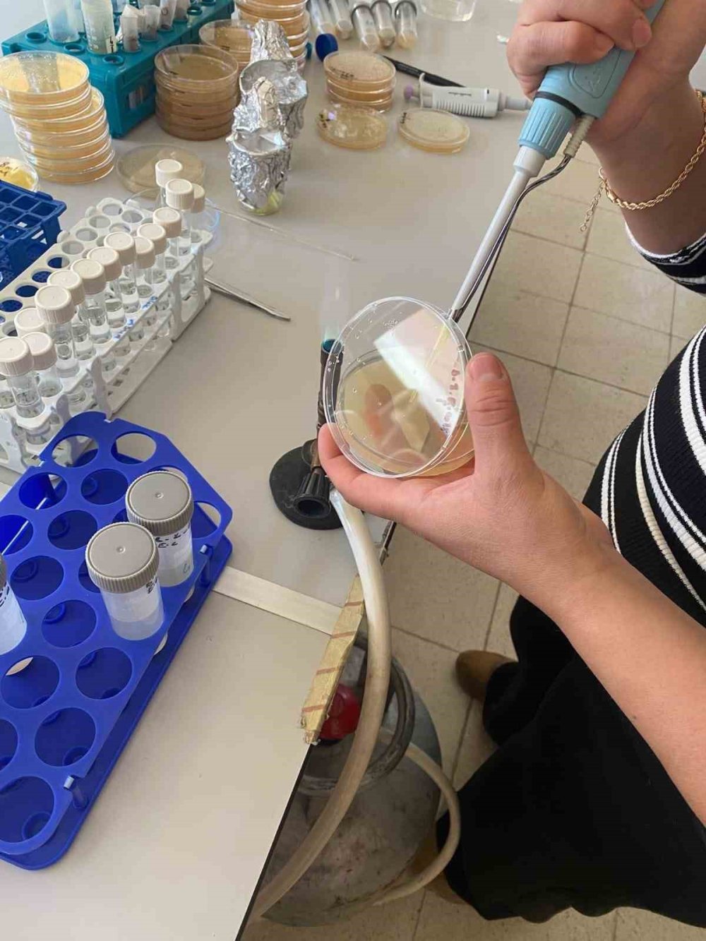 Malatya’ya özgü endemik bitki, sarı kantarondan daha etkili bulundu