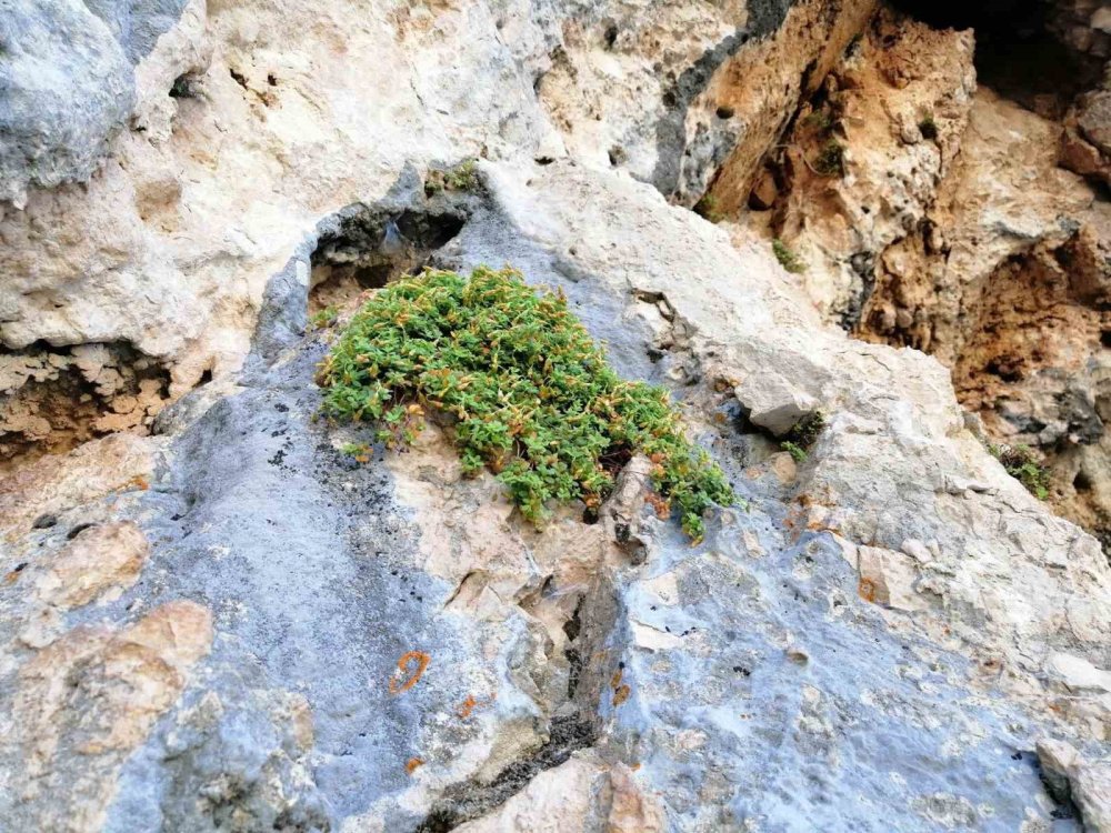 Malatya’ya özgü endemik bitki, sarı kantarondan daha etkili bulundu