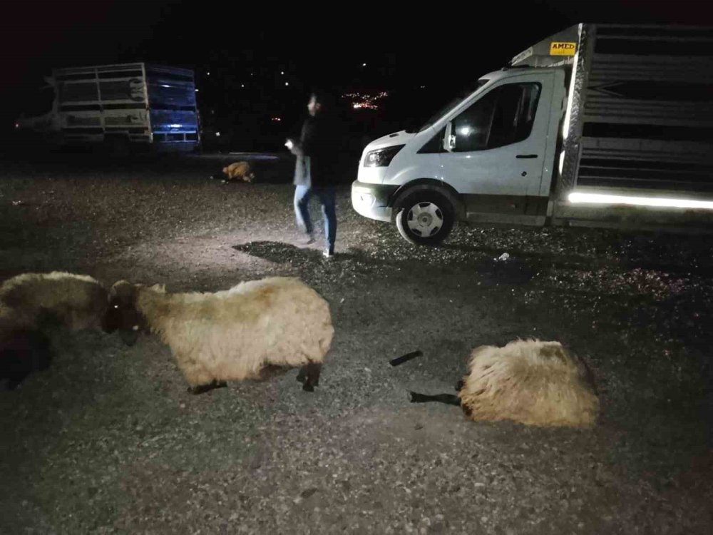 Şırnak'ta otomobil sürüye çarptı, 8 koyun telef oldu