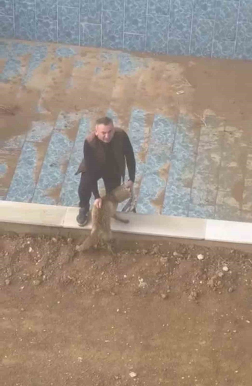 Beşiri'de bidona kafası sıkışan tilki kurtarıldı