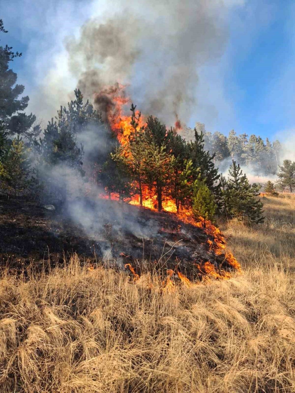 Erzurum’da orman yangını çıktı
