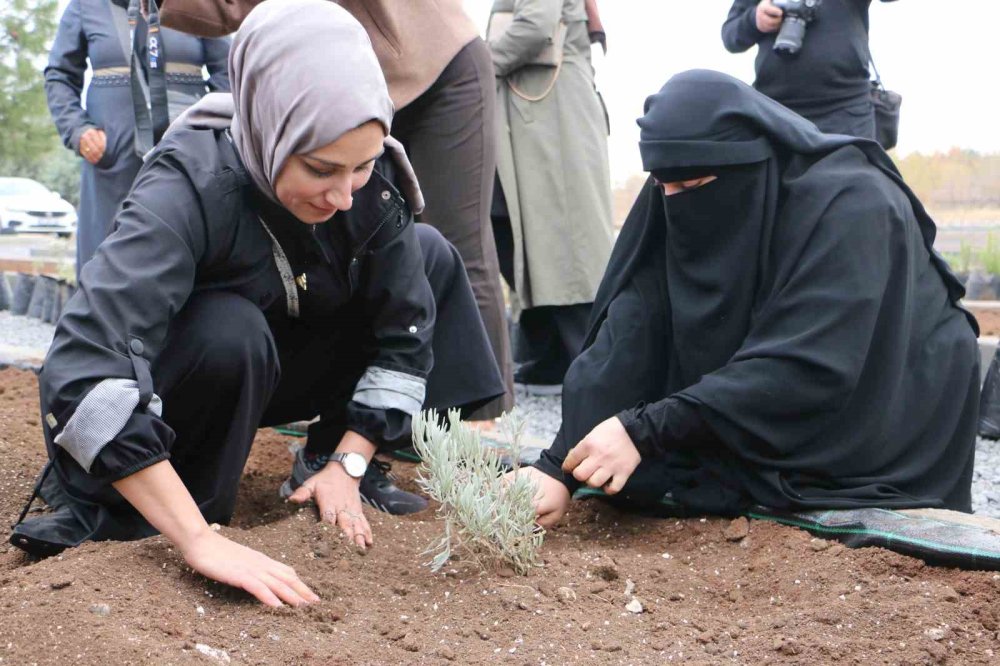 Diyarbakır’da 14 bin metrekarelik alana tıbbi ve aromatik bitki bahçesi kurulacak