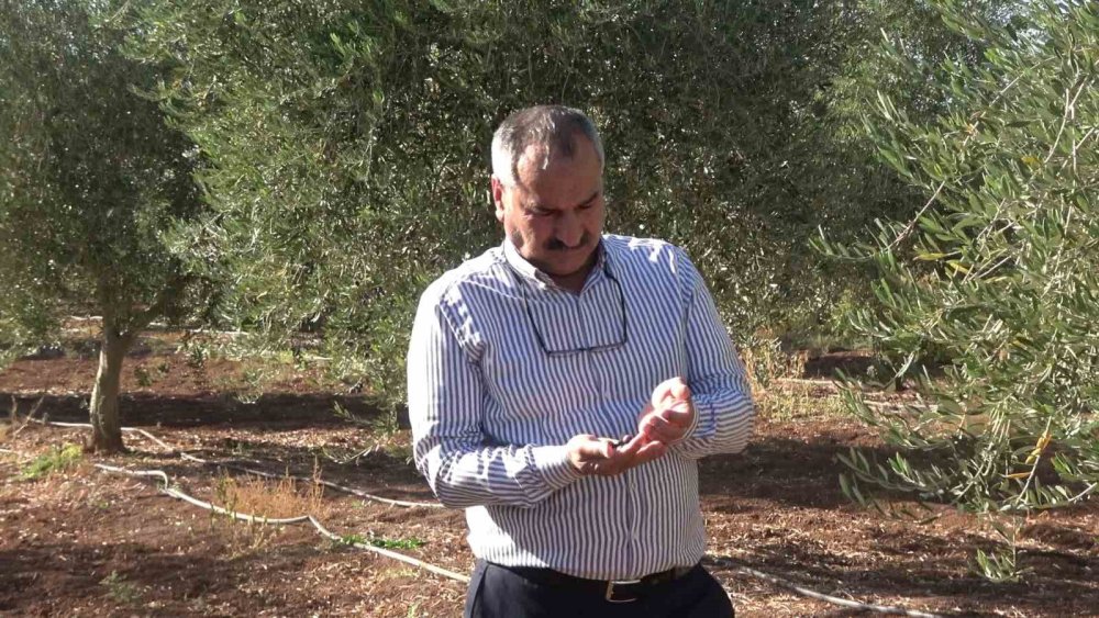 İdil’de zeytini don vurdu