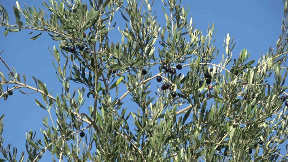 İdil’de zeytini don vurdu