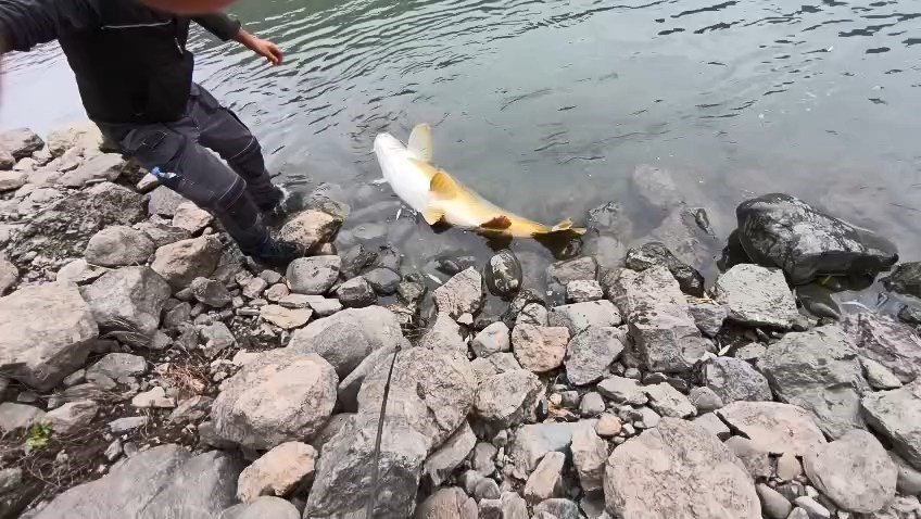 Elazığ’da 60 kiloluk turna balığı yakalandı