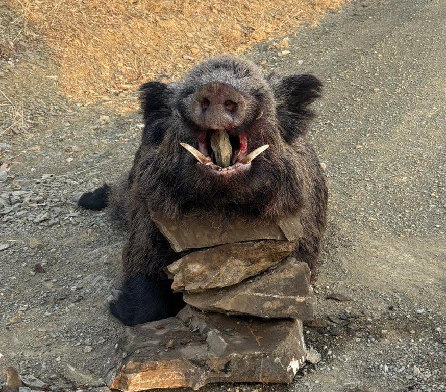 Elazığ’da avcılar 200 kiloluk domuz avladı