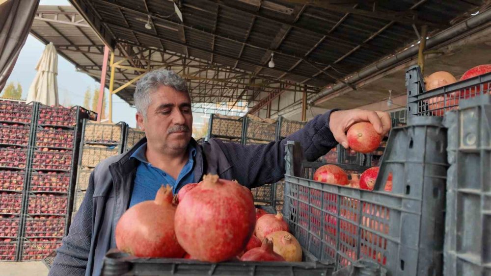 Kuraklık Zivzik narında verimi yarı yarıya düşürdü