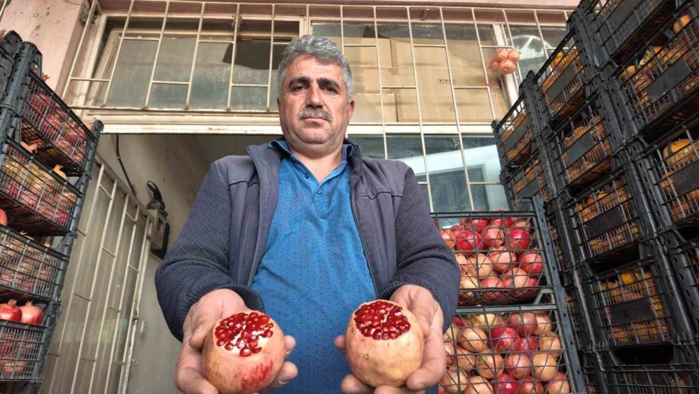 Kuraklık Zivzik narında verimi yarı yarıya düşürdü