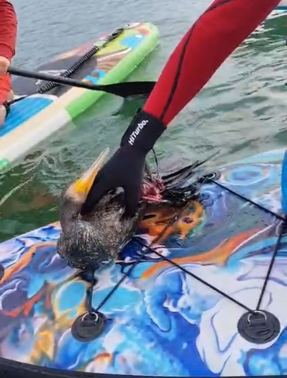 Botan Vadisi’nde yaralı bulunan karabatağı kurtarma çabası yetersiz kaldı