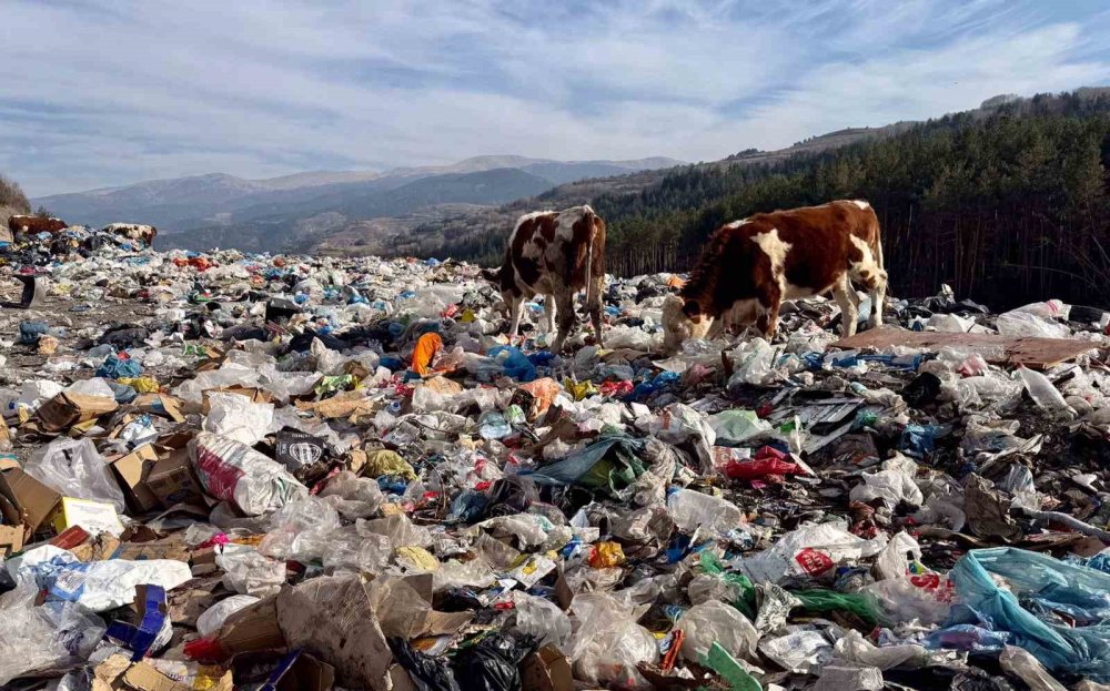 Posof'ta büyükbaş hayvanlar çöplükte besleniyor