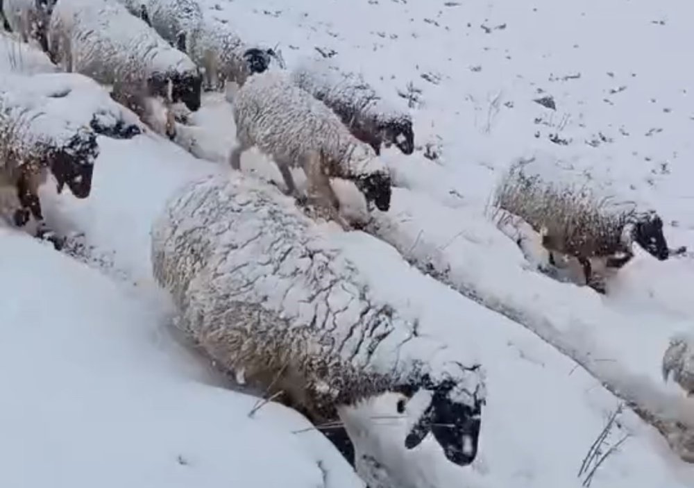 Yüksekova'da koyun sürüsünün kar altında zorlu yolculuğu